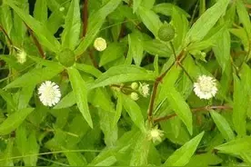 农村田边地头的一种野草收购价涨12倍，墨旱莲为何这么贵？图片