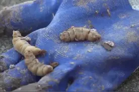 罕见！浙江一大坝挖出巨型白蚁巢，3条十几年蚁后，威力堪比导弹图片