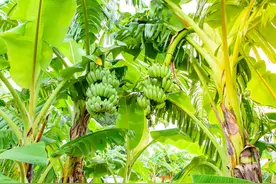 香蕉中国南方四大水果之一图片