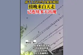 密密麻麻的燕子聚集温州，电线都被压弯，集体出现的原因是什么？图片