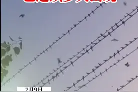 密密麻麻的燕子聚集温州，电线都被压弯，集体出现的原因是什么？图片