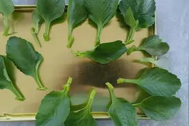 叶插长寿花的正确做法。图片