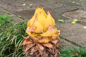 佛教寺院的“五树六花”之一——地涌金莲图片