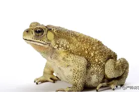 3500个常用字归类通解之一詹：蟾、瞻、檐、赡、谵、嶦、澹、儋图片