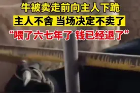 牛被卖走前向主人下跪，主人不舍当场决定不卖了“喂了六七年了，钱已经退了”图片