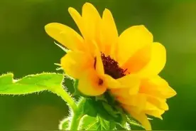 花开正当时，记住这4句摄影口诀，手机也能拍大片！图片