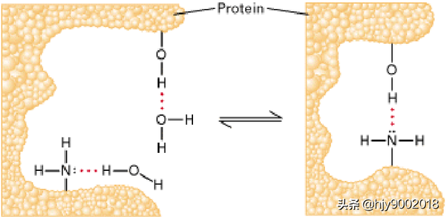 蛋白质分子内部的作用力