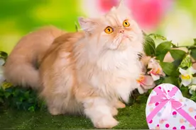 “波斯猫”和“加菲猫”哪个好？实话告诉你，差别很大图片