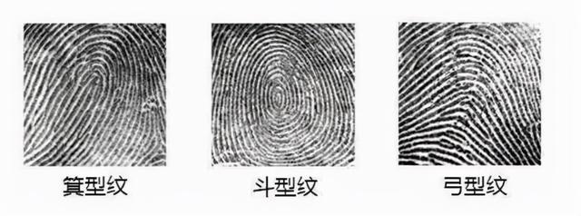 箕代贫,斗寓富,断掌的智慧高?中科院最新研究揭开指纹基因奥秘