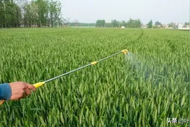 小麦扬花期打药，真的会减产吗？千万别再犯错了！图片