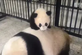 “带娃高手”大熊猫背着幼崽转圈圈图片