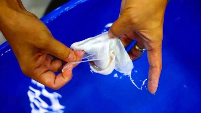 最贵的鱼胶多少钱一斤 最贵鱼胶多少钱一斤2023年价格