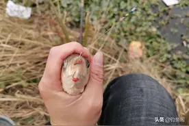 黑坑偷驴你不知道的小技巧，掌握这几招真能多钓好几条鱼图片