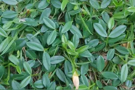 中药古今研究：丁癸草图片