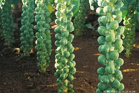 这种“葡萄状”包菜，一亩能挣一二万，种植方法不难，你也可以种图片