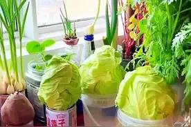 发现上海一小姐姐，用100多个“塑料瓶子”种蔬菜，又美又实用图片