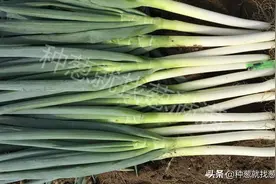 大葱用什么肥料长得快？葱后期用什么肥料？图片