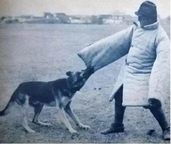 1939年日军“狼狗部队”无人可挡，董翰良猛拍大腿：怎么把它忘了