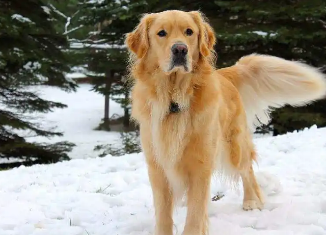 金毛犬掉毛是怎么回事?真相来了