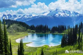 雨林、常绿林、阔叶林、针叶林、硬叶林、混交林图片