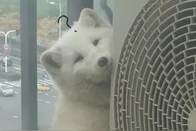 狗买回来该做什么图片