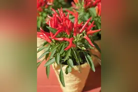 阳台种辣椒很简单，做到“2点”，长到一米高，一棵结出10斤图片