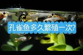 孔雀鱼多久繁殖一次？孔雀鱼一次生多少小鱼？如何保护小鱼苗？图片