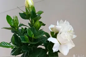 栀子花不开花怎么回事？4个问题针对解决，年年轻松养开花图片