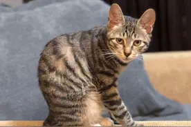 狸花猫曾在国外价值上千美元，忠诚主人又好养，为何国内没人愿养图片