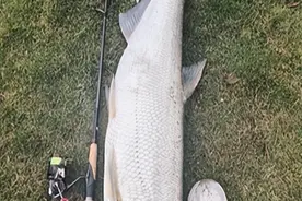 上海男子钓获“门板”级翘嘴，重达20斤！网友：资源这么好？图片