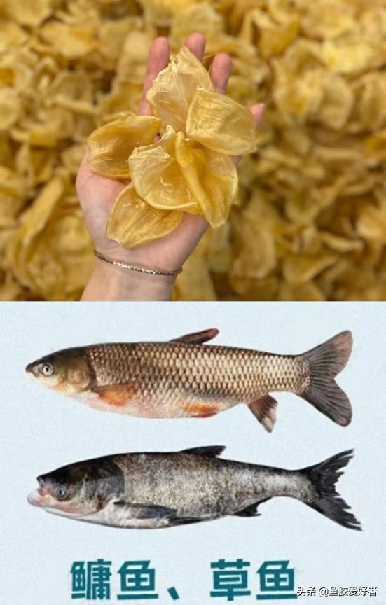 草鱼泡可以做鱼胶吗 草鱼鱼泡能吃吗