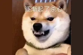 今日份的快乐源泉，请注意查收图片