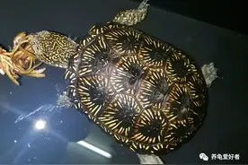 龟最害怕的是什么，你难道不想知道？知道了就赶紧远离它们图片