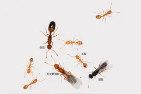 家里好多小黄家蚁怎么灭干净图片