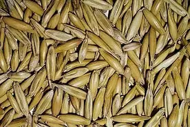 燕麦、莜麦 = 都是“燕麦属”，但两者是有一定区别的图片