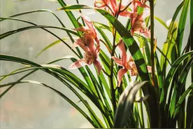 养兰花最怕烂根！牢记1个“黄金口诀”，叶子油亮开花成串！图片