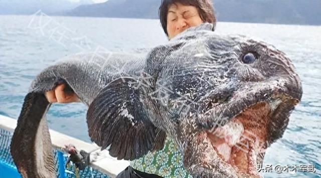 国际传来好消息！中国反制成功了？日本宣布“新政策”！