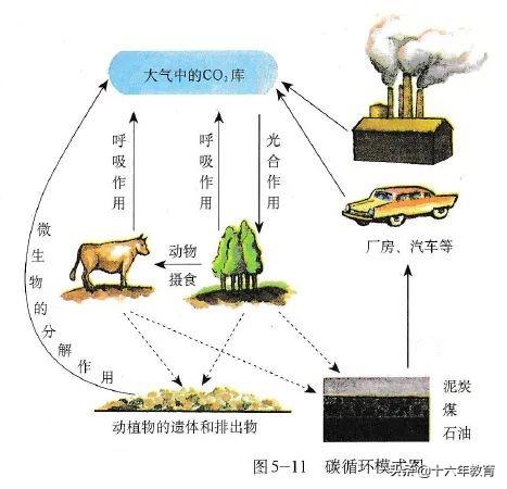高中生物重要生化知识图解记忆（建议收藏）