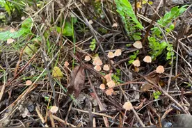 泉州各公园正疯长！有毒素！无特效药图片