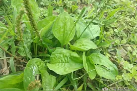 农村常见的“猪耳草”，竟不知是珍贵的“化癌草”，大家都抢着挖图片