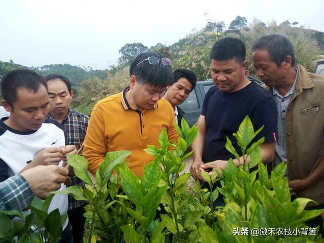 怎么快速诊断作物是否缺氮、缺磷、缺钾？农民只需记住三句顺口溜