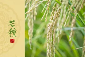 明日芒种，记住“食3菜，吃3果，忌3事”，补充消耗，舒服过夏天图片