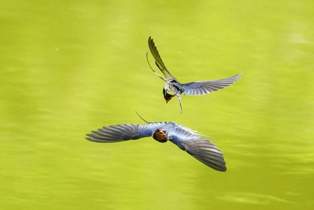 「原创」双飞燕
