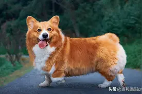 为什么马路上的猫比被压死的狗多？专家告诉你答案图片