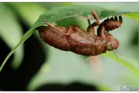 舌尖上的记忆——知了猴图片