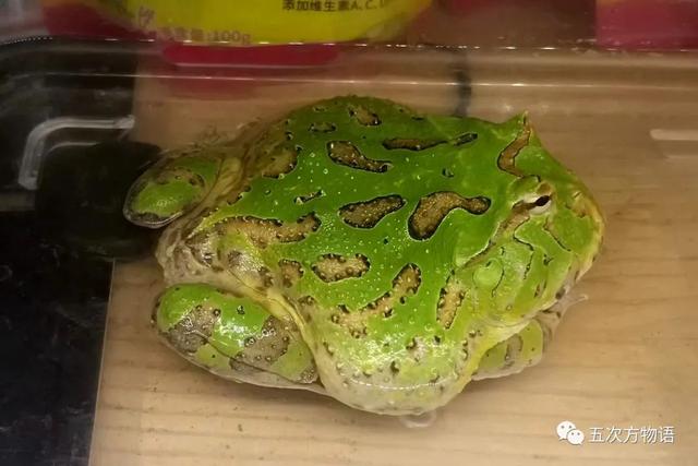 山东蛙类鉴别图谱