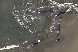 善恶终有报！海啸扑向日本，核废水倒灌，美专家：最坏情况还没来图片