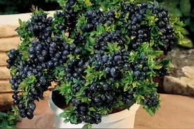 阳台种棵蓝莓，“老果农”教你养，开花一串串，一棵结10斤果子图片