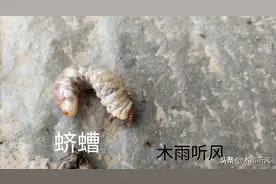 蛴螬最怕什么？种植大葱，如何防治蛴螬的危害？图片