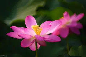 莲花全身都是宝，看看你都吃对了没有图片